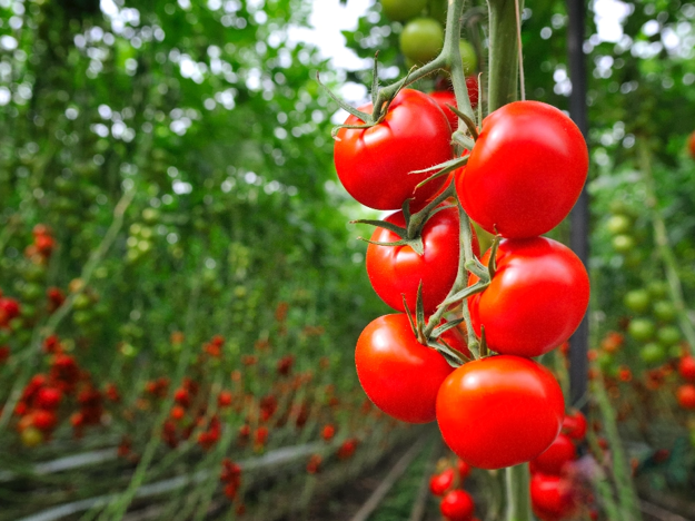 Tomatoes 2X