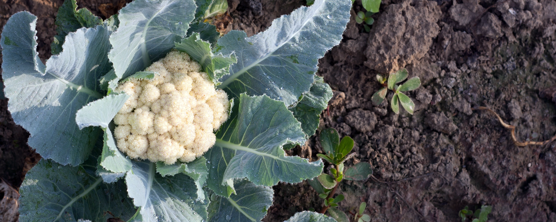 Fieldcauli 2X